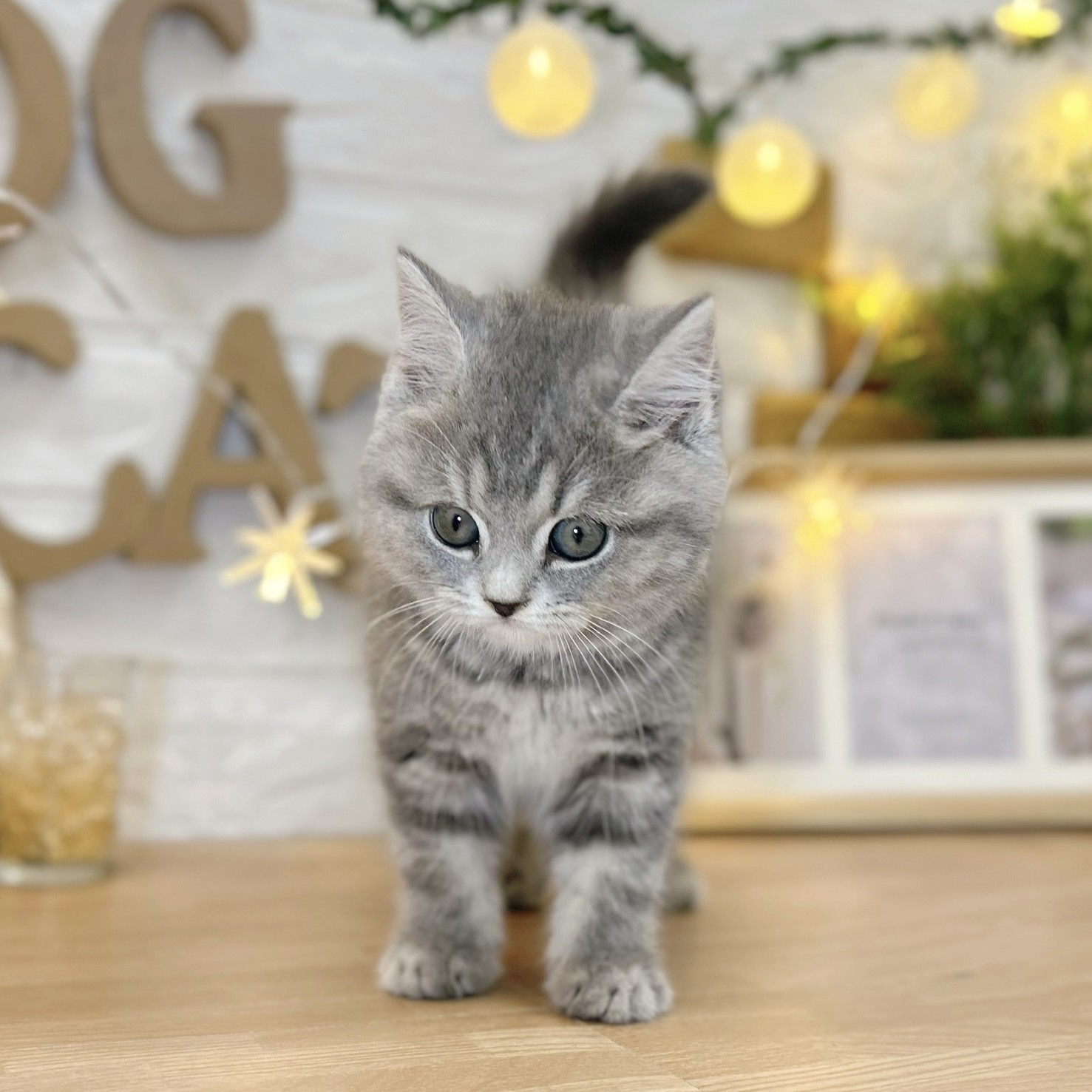 千葉県のスコティッシュストレート (犬の家＆猫の里ワンズモール稲毛店/2026年2月23日生まれ/女の子/ブルータビー)の子猫の2枚目の画像