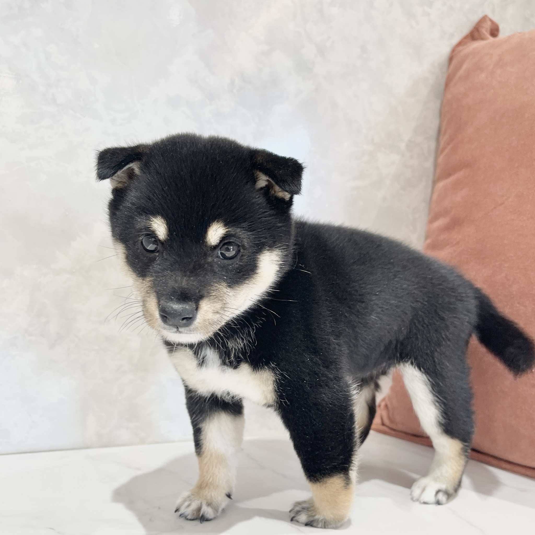 福岡県の豆柴 (犬の家＆猫の里くりえいと宗像店/2026年2月24日生まれ/女の子/黒)の子犬の1枚目の画像