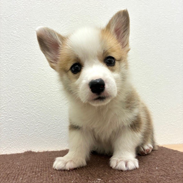 福岡県のウェルシュコーギーペンブローク (犬の家＆猫の里トリアス久山店/2026年2月22日生まれ/女の子/レッドホワイト)の子犬の2枚目の画像