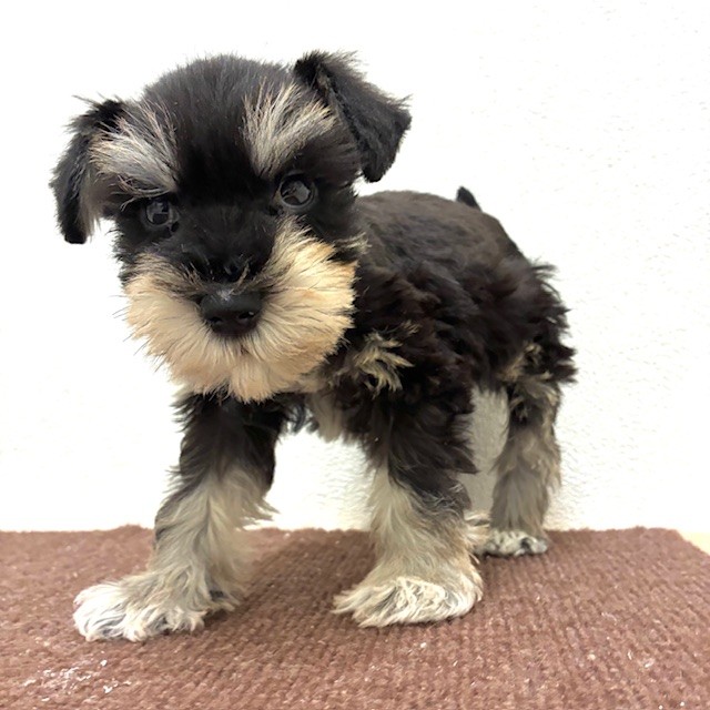福岡県のミニチュアシュナウザー (犬の家＆猫の里トリアス久山店/2026年2月20日生まれ/男の子/ブラックシルバー)の子犬の2枚目の画像