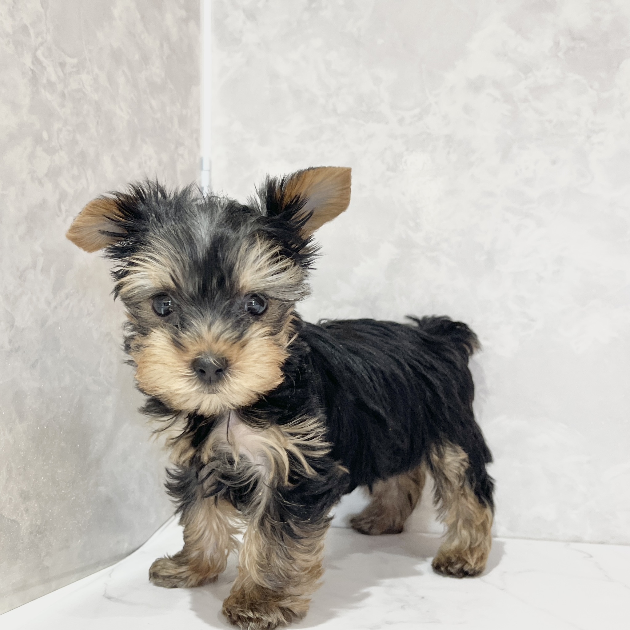 福岡県のヨークシャーテリア (犬の家＆猫の里くりえいと宗像店/2026年2月22日生まれ/女の子/スチールブルータン)の子犬の2枚目の画像