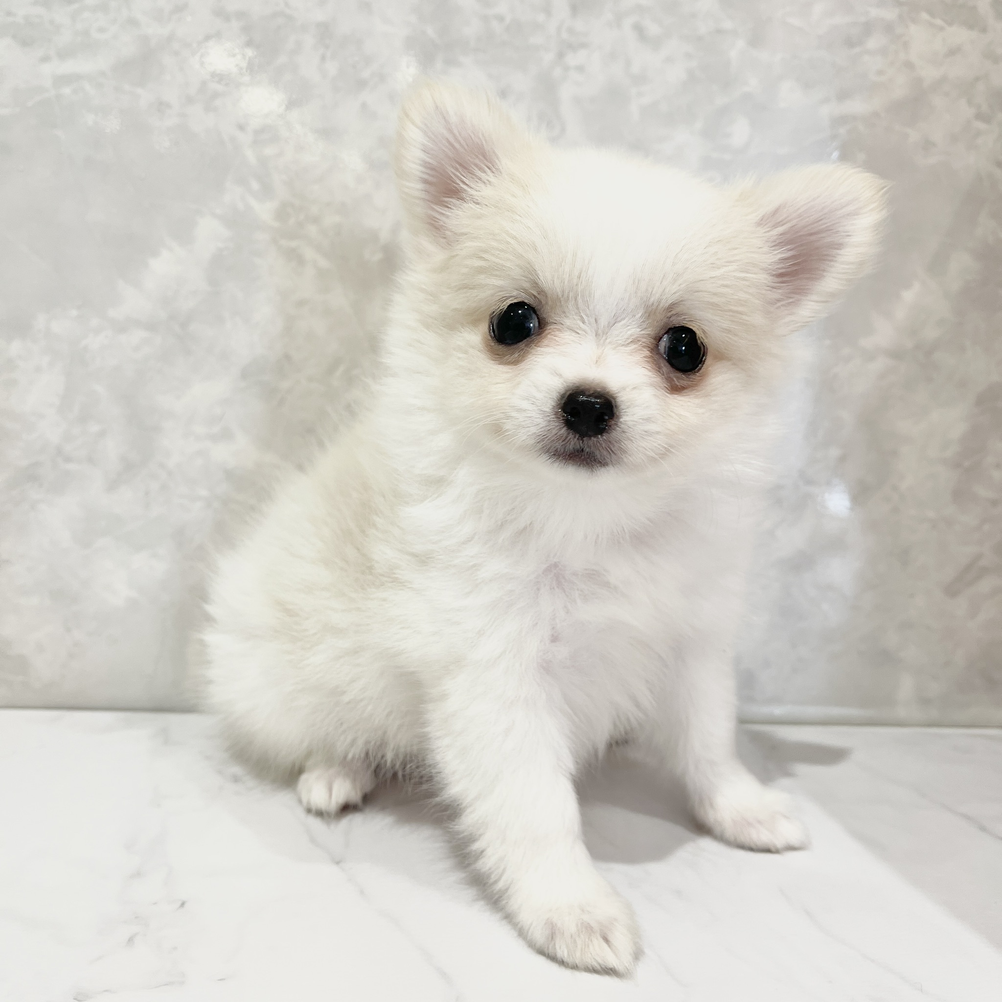 福岡県のポメチワ/チワポメ/ポメチー(ポメラニアン×チワワ) (犬の家＆猫の里くりえいと宗像店/2026年2月24日生まれ/女の子/ホワイトクリーム)の子犬の1枚目の画像