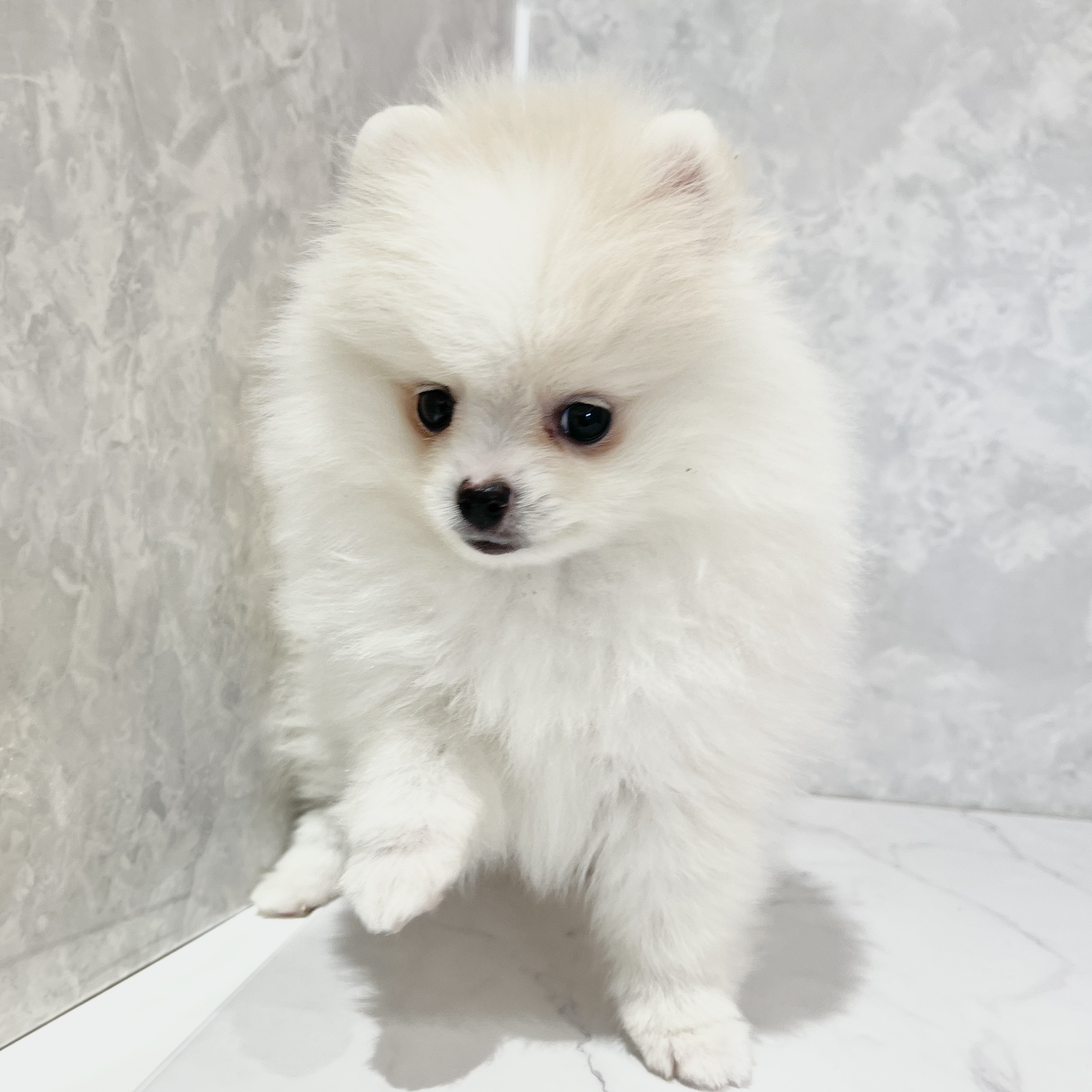 福岡県のポメラニアン (犬の家＆猫の里くりえいと宗像店/2026年2月20日生まれ/女の子/ホワイト)の子犬の2枚目の画像
