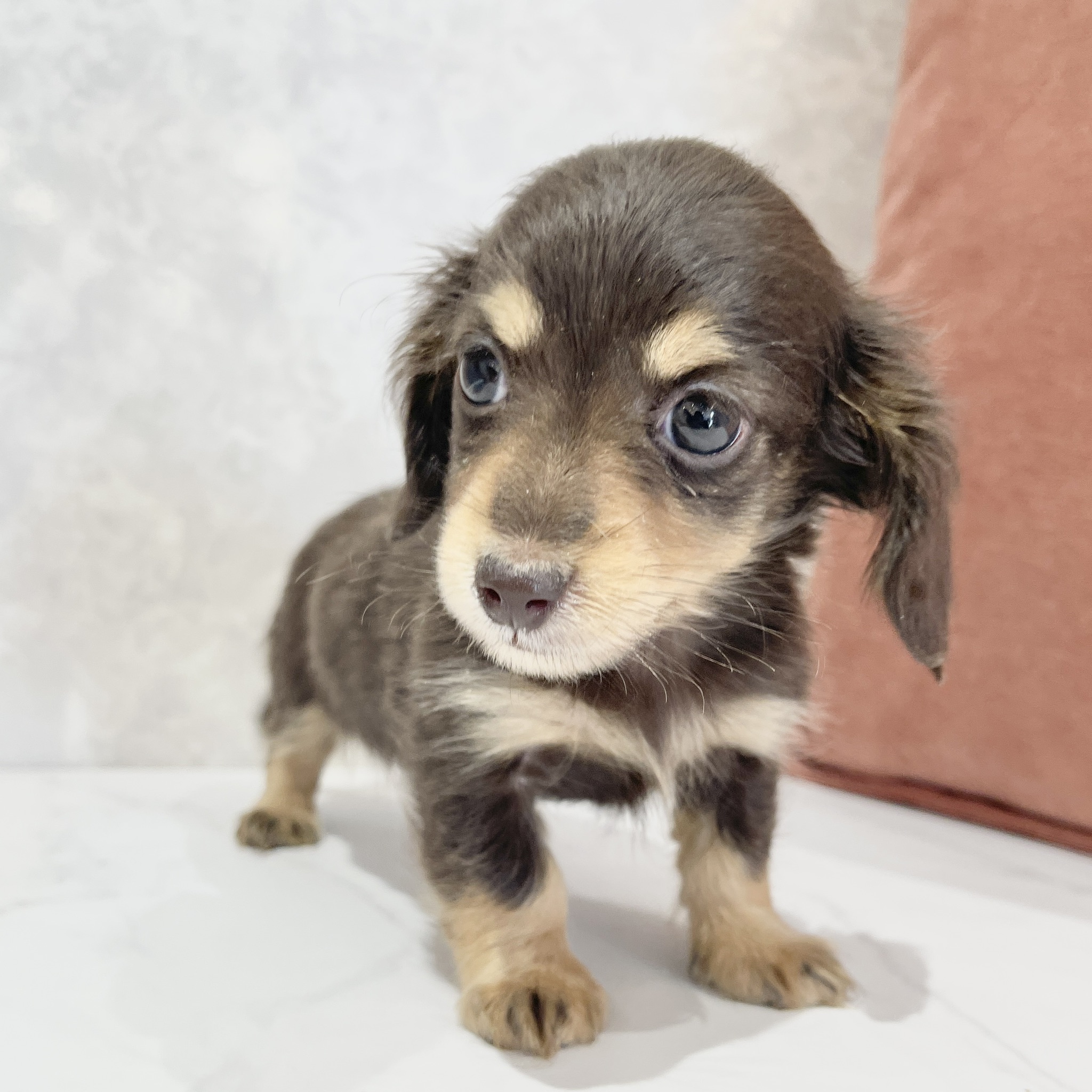 ミニチュアダックス女の子の写真