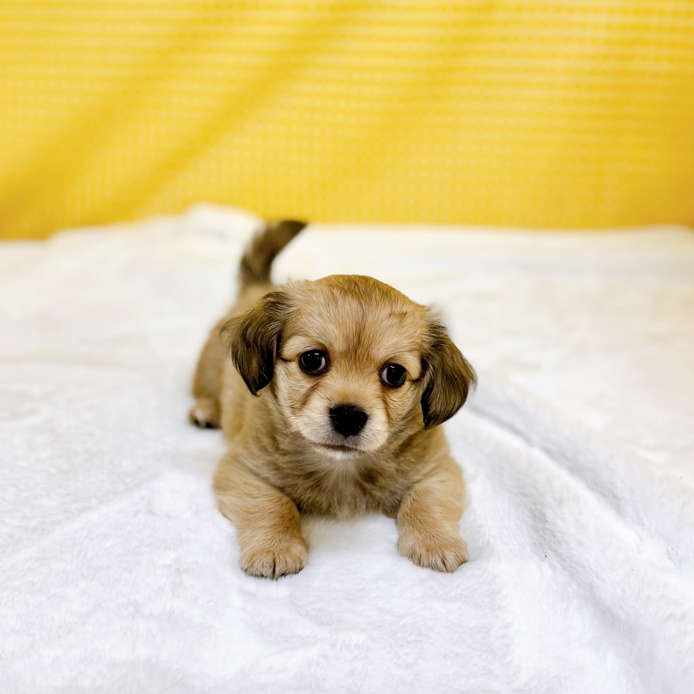 愛知県のチワックス(チワワ×ダックス) (犬の家＆猫の里一宮店/2026年2月23日生まれ/男の子/シェーデットイエロー)の子犬の2枚目の画像