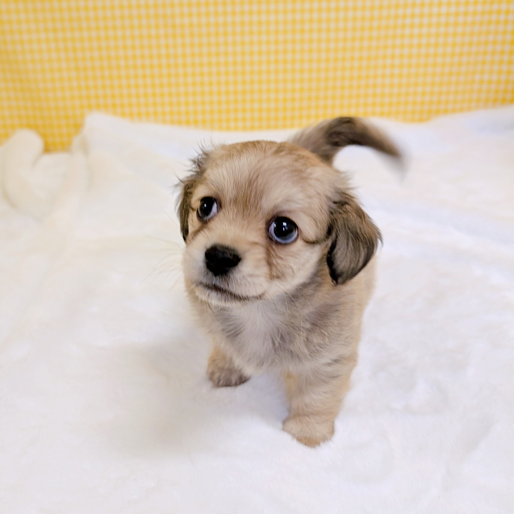 愛知県のチワックス(チワワ×ダックス) (犬の家＆猫の里一宮店/2026年2月23日生まれ/男の子/シェーデットイエロー)の子犬の2枚目の画像