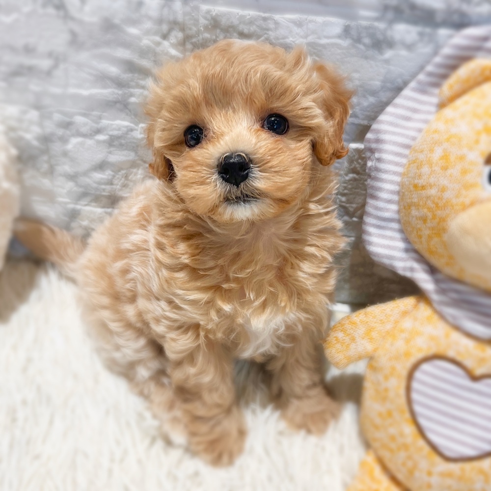 愛知県のマルプー(マルチーズ×プードル) (犬の家＆猫の里MiO香久山店/2026年2月24日生まれ/男の子/アプリコットホワイト)の子犬の2枚目の画像