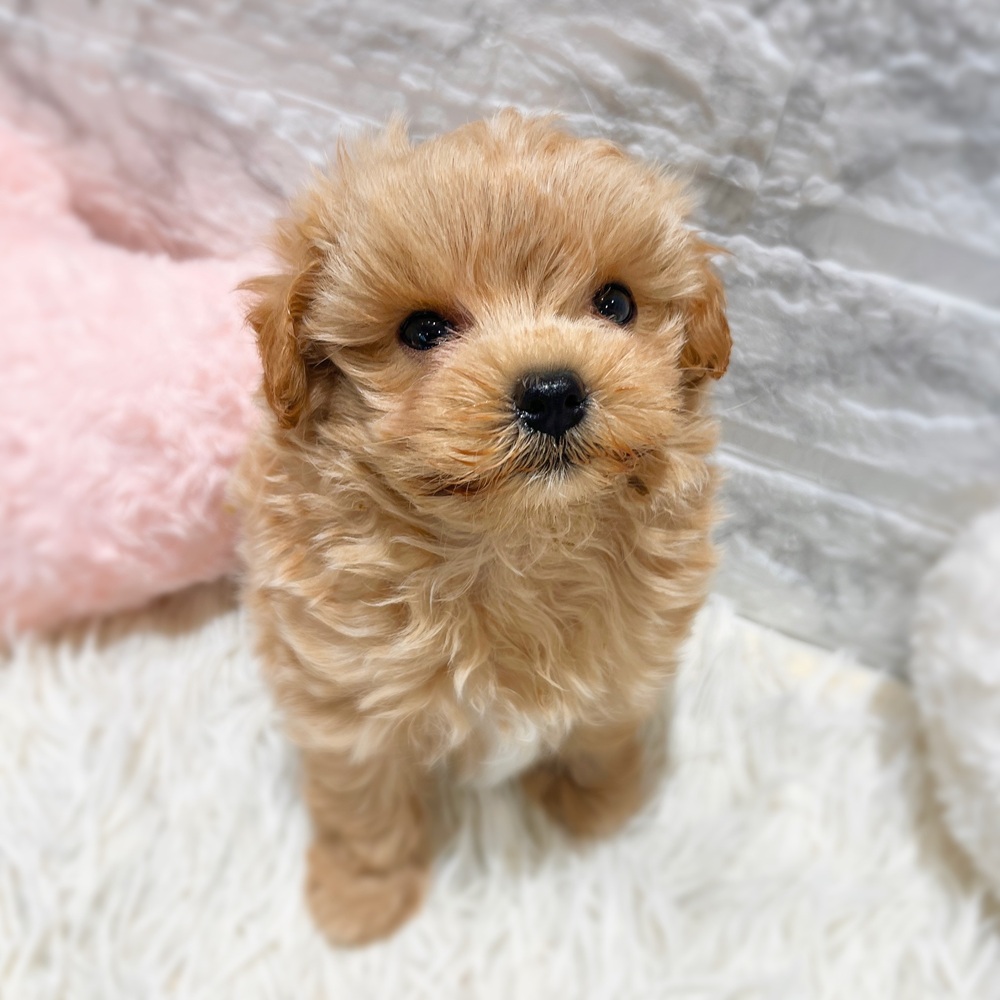 愛知県のマルプー(マルチーズ×プードル) (犬の家＆猫の里MiO香久山店/2026年2月24日生まれ/男の子/アプリコットホワイト)の子犬の2枚目の画像