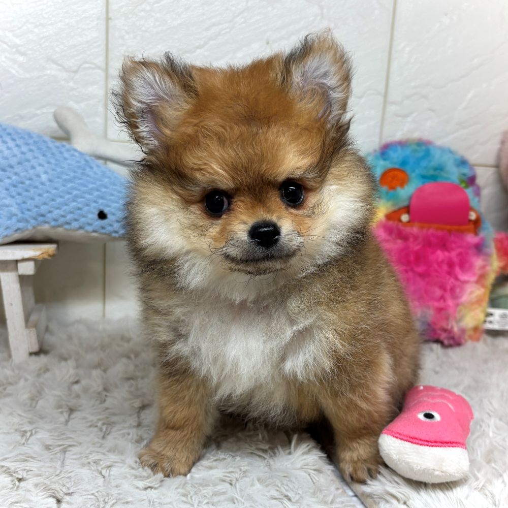 兵庫県のポメチワ/チワポメ/ポメチー(ポメラニアン×チワワ) (犬の家＆猫の里ゆめタウン姫路店/2026年2月24日生まれ/女の子/オレンジ)の子犬の2枚目の画像