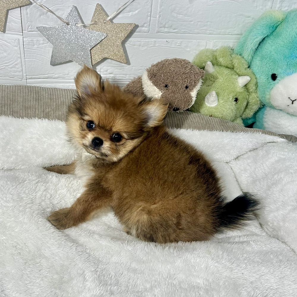 兵庫県のポメチワ/チワポメ/ポメチー(ポメラニアン×チワワ) (犬の家＆猫の里ニッケパークタウン加古川店/2026年2月24日生まれ/女の子/オレンジ)の子犬の1枚目の画像