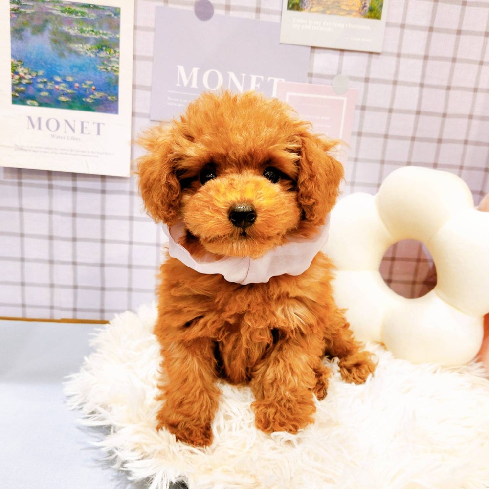 福井県のトイプードル(トイ) (犬の家＆猫の里福井店/2026年2月24日生まれ/女の子/レッドフォーン)の子犬の2枚目の画像