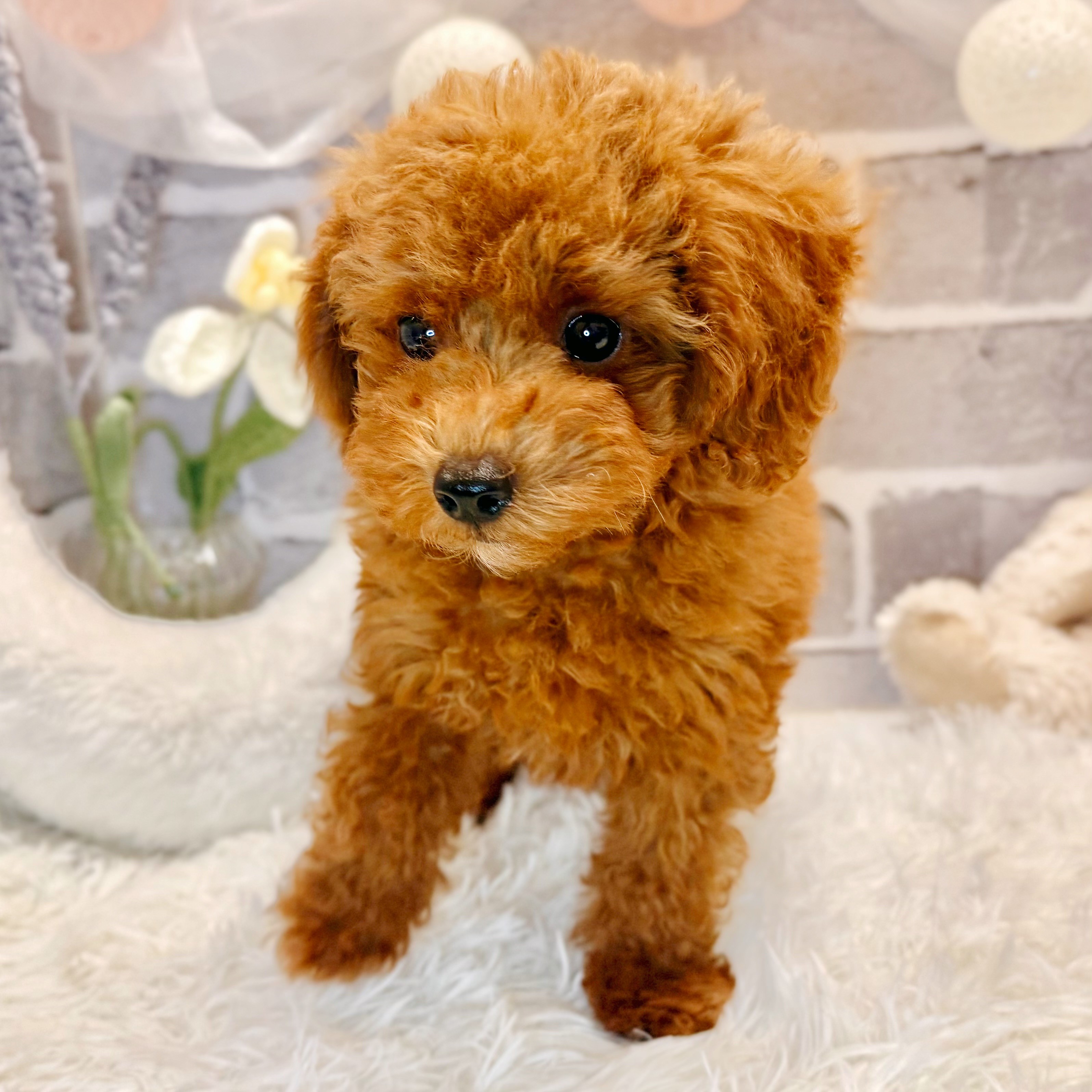 兵庫県のトイプードル(トイ) (犬の家＆猫の里神戸店/2026年2月24日生まれ/男の子/レッドフォーン)の子犬の2枚目の画像