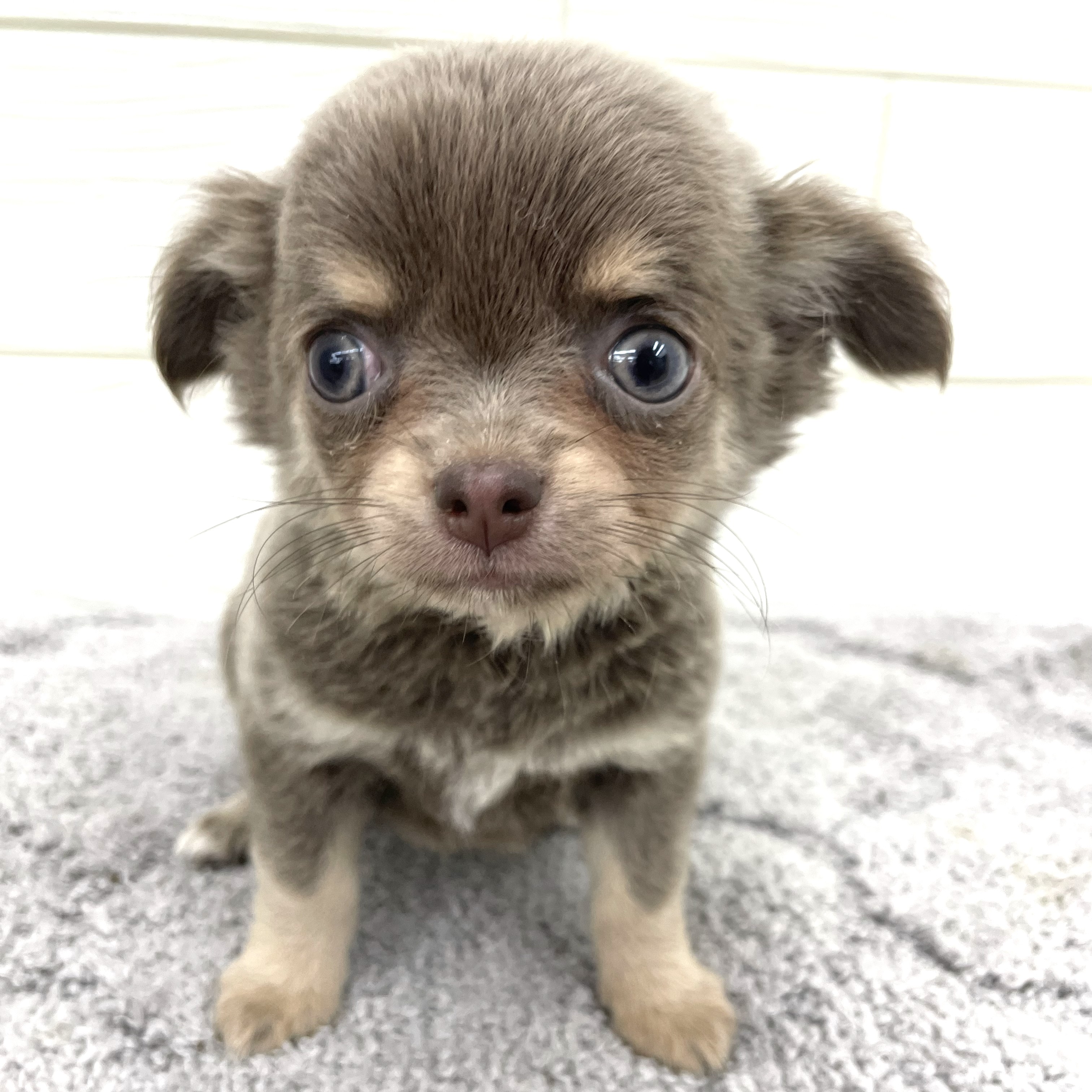 愛知県のチワワ(ロング) (犬の家＆猫の里七宝店/2026年2月25日生まれ/女の子/イザベラタン)の子犬の2枚目の画像