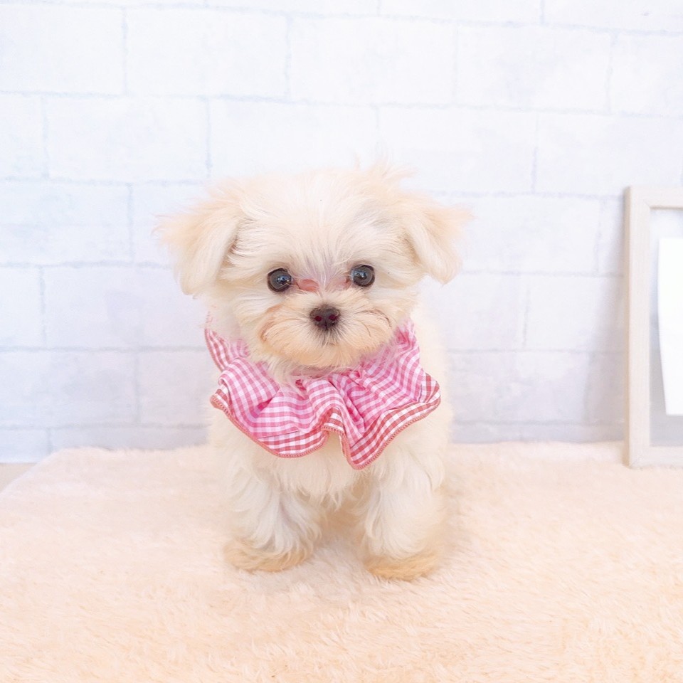 石川県のマルチーズ (犬の家＆猫の里金沢店/2026年2月16日生まれ/女の子/ホワイト)の子犬の1枚目の画像