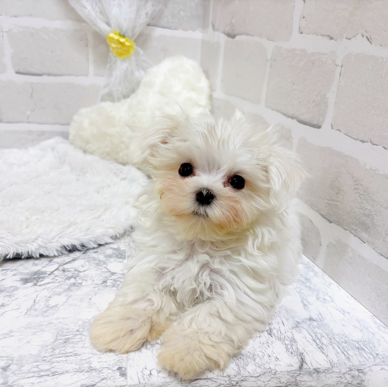 京都府のマルチーズ (犬の家＆猫の里京都精華店/2026年2月16日生まれ/男の子/ホワイト)の子犬の2枚目の画像