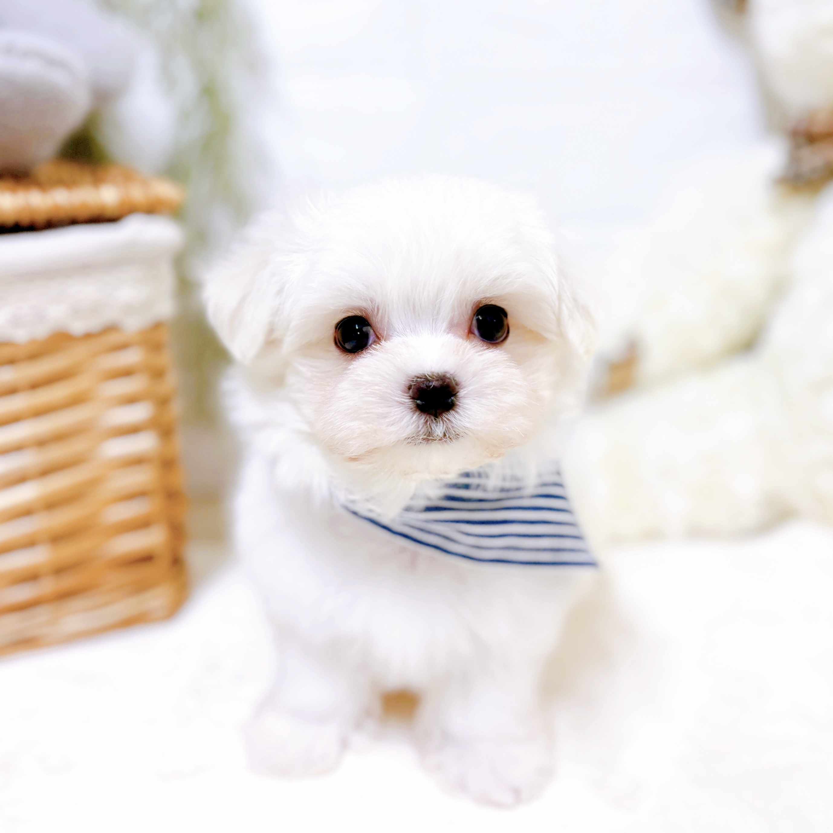 滋賀県のマルチーズ (犬の家＆猫の里近江八幡店/2026年2月24日生まれ/男の子/ホワイト)の子犬の1枚目の画像