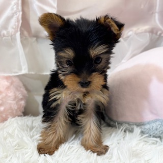 兵庫県のヨークシャーテリア (犬の家＆猫の里カナート西神戸店/2026年2月25日生まれ/女の子/スチールブルータン)の子犬の2枚目の画像