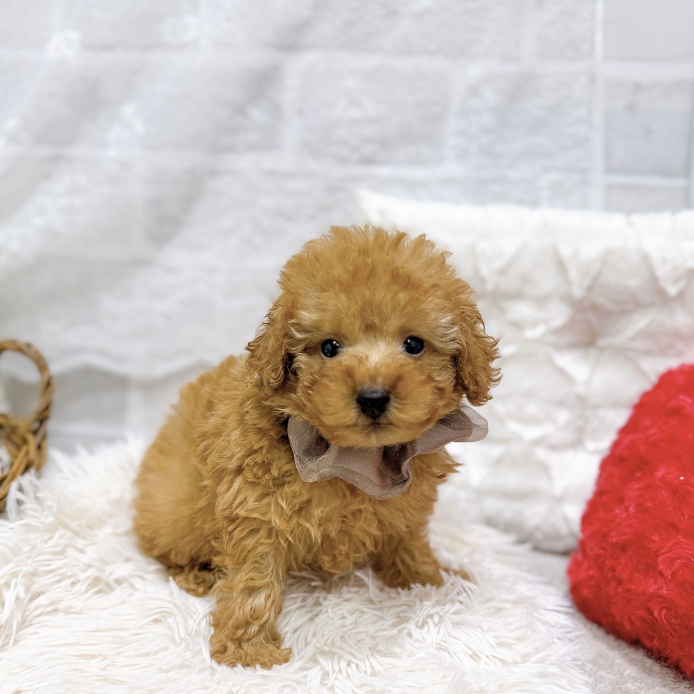 滋賀県のトイプードル(トイ) (犬の家＆猫の里長浜店/2026年2月25日生まれ/男の子/オレンジフォーン)の子犬の1枚目の画像