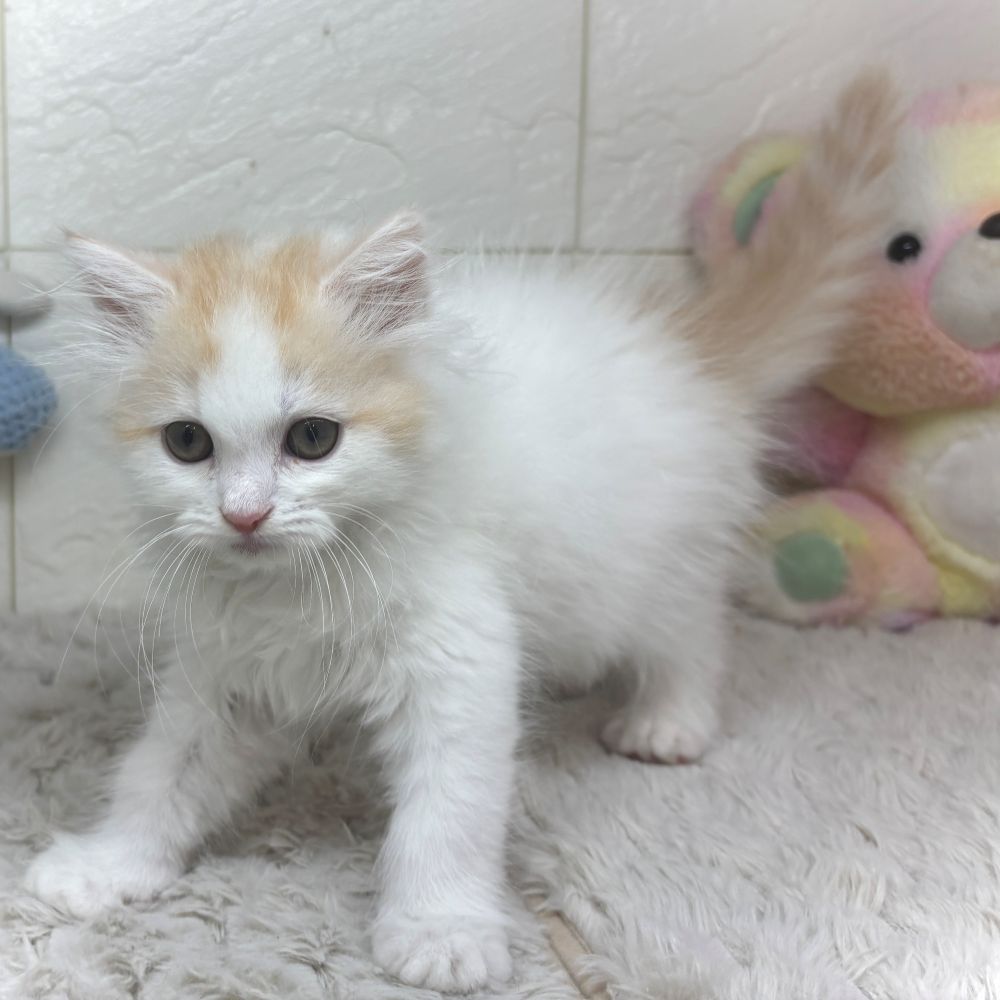 兵庫県のスコティッシュフォールド (犬の家＆猫の里ゆめタウン姫路店/2026年2月25日生まれ/男の子/レッドタビーホワイト)の子猫の2枚目の画像