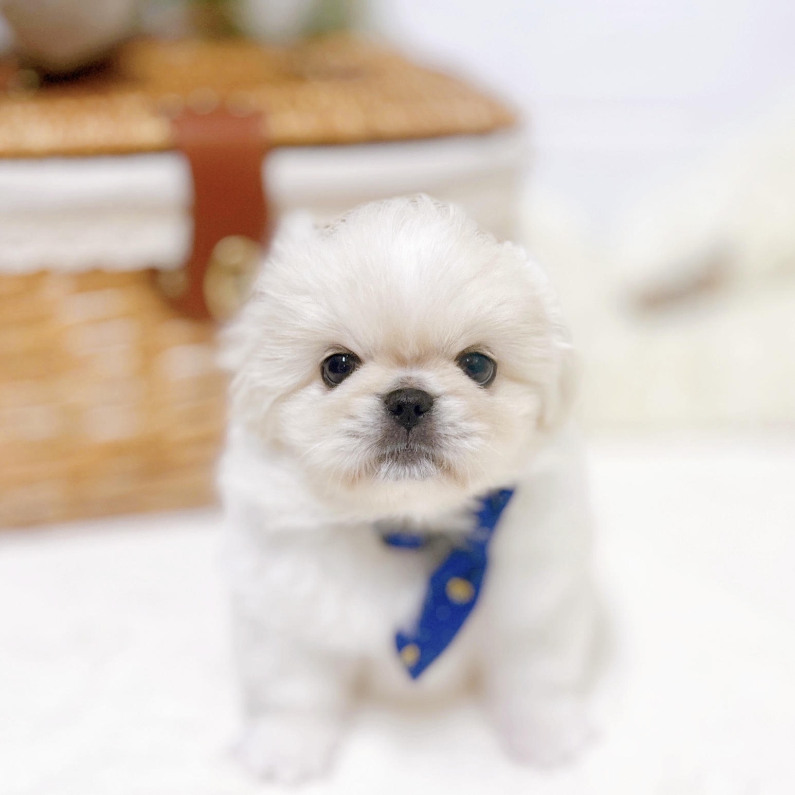 滋賀県のペキニーズ (犬の家＆猫の里近江八幡店/2026年2月25日生まれ/男の子/クリームホワイト)の子犬の2枚目の画像