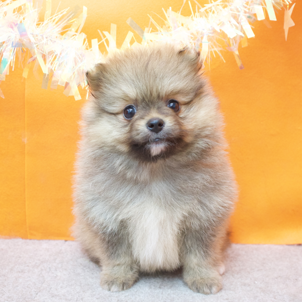 大阪府のポメラニアン (犬の家＆猫の里吹田店/2026年2月26日生まれ/女の子/オレンジ)の子犬の1枚目の画像