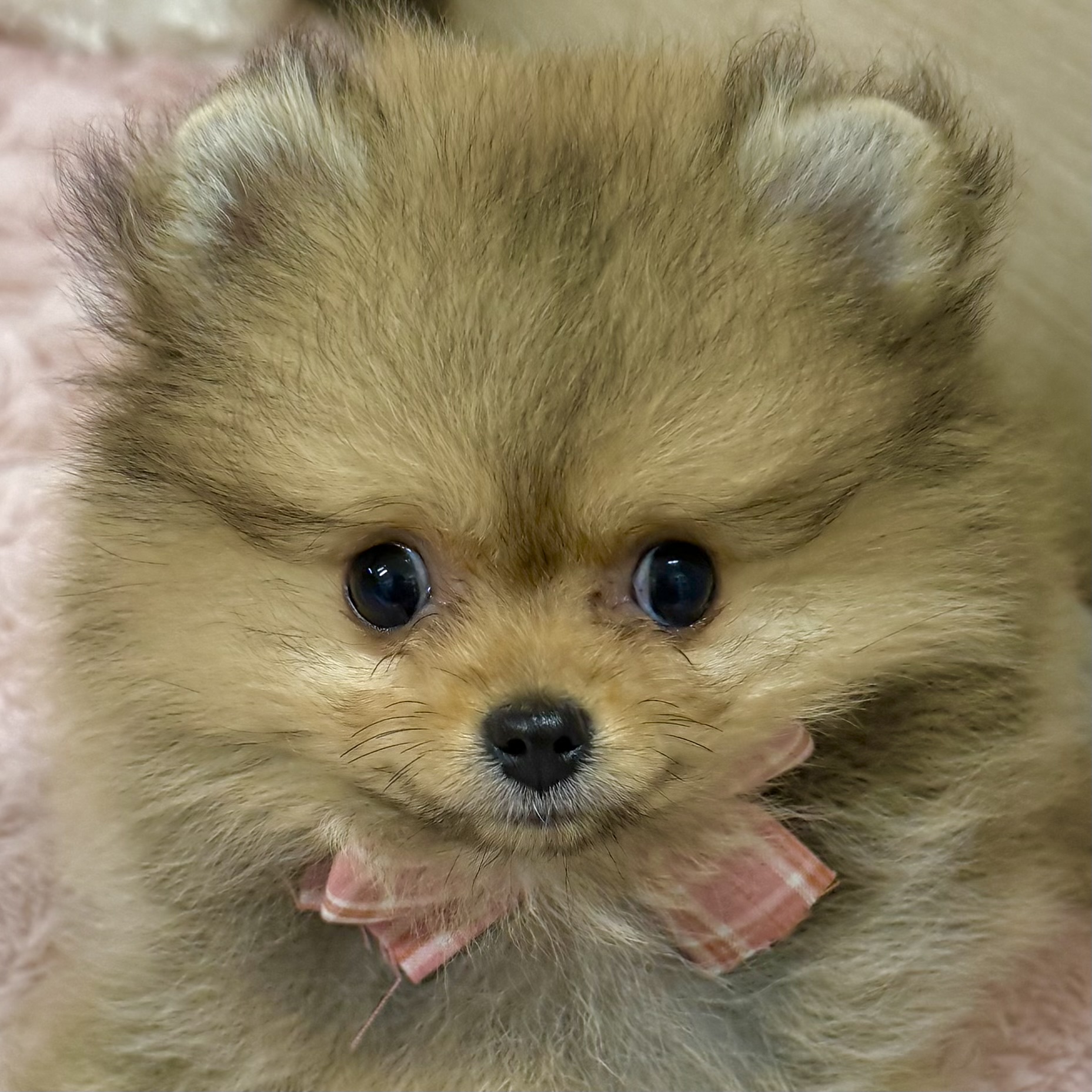 ポメラニアン女の子の写真