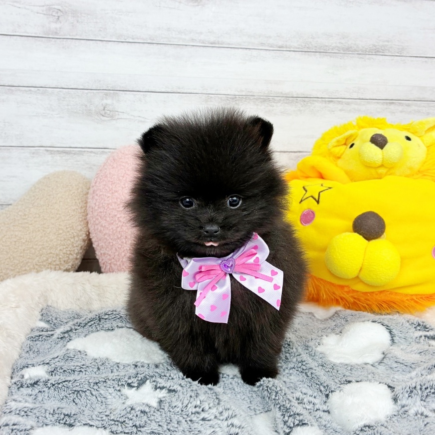 兵庫県のポメラニアン (犬の家＆猫の里川西店/2026年2月26日生まれ/女の子/ブラック)の子犬の2枚目の画像