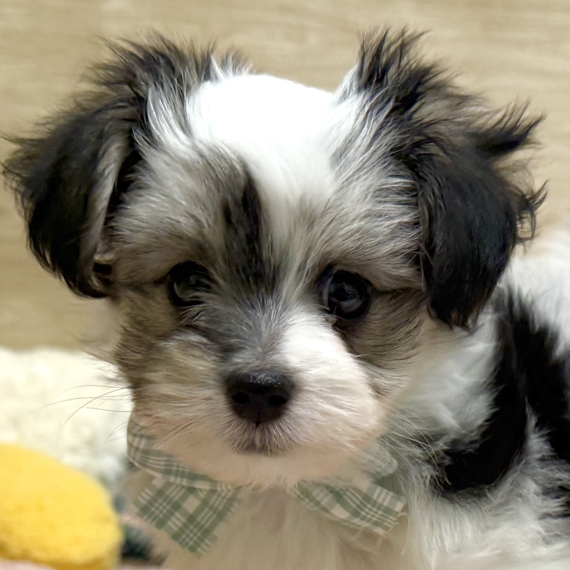 ハーフ犬男の子の写真