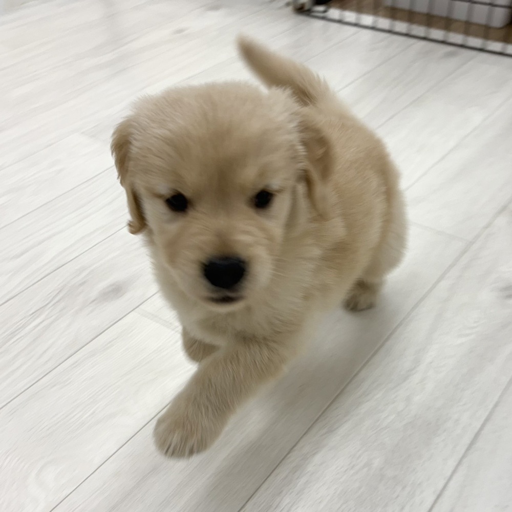 長野県のゴールデンレトリバー (犬の家＆猫の里塩尻店/2026年2月27日生まれ/男の子/ゴールデン)の子犬の2枚目の画像