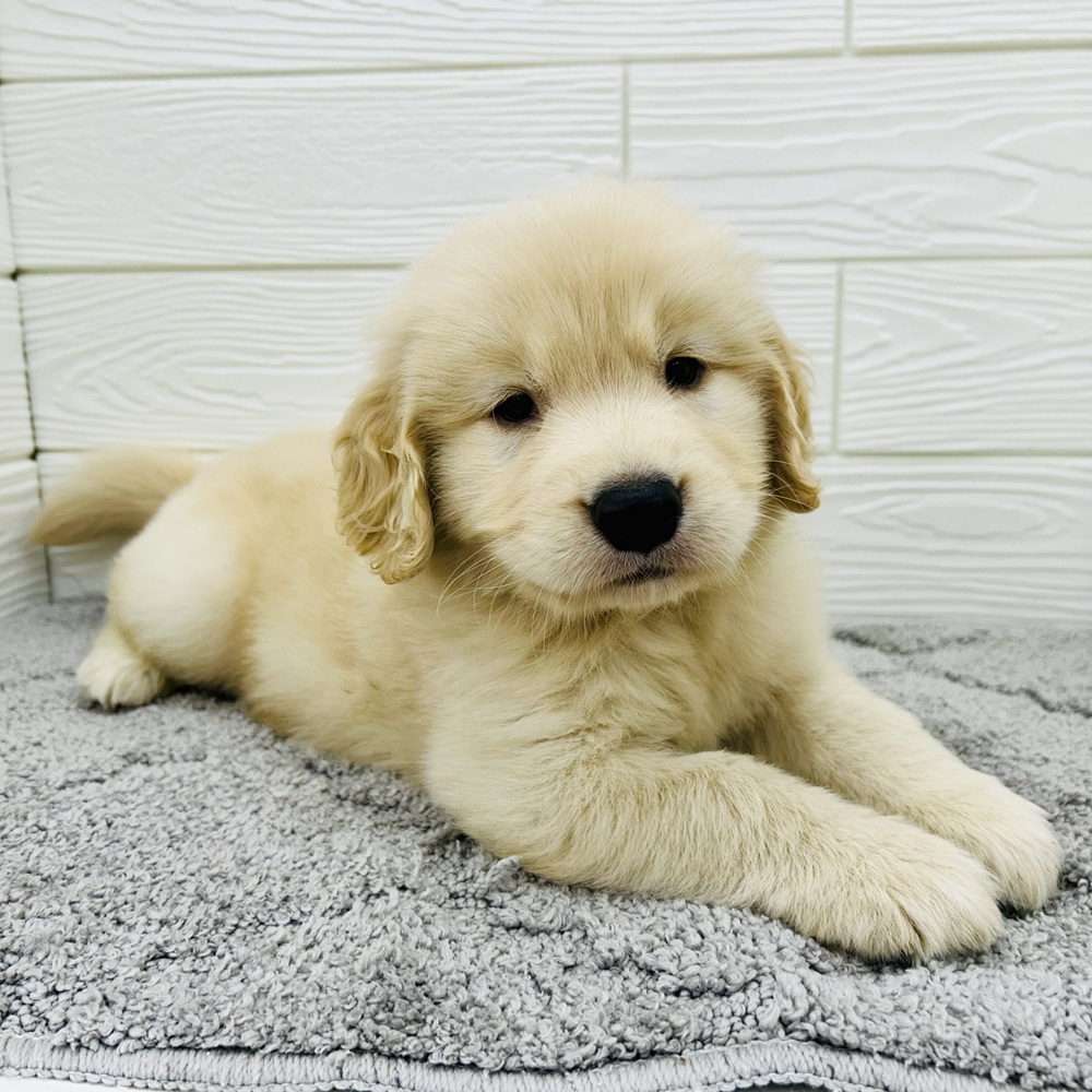 愛知県のゴールデンレトリバー (犬の家＆猫の里七宝店/2026年2月27日生まれ/男の子/ゴールデン)の子犬の2枚目の画像