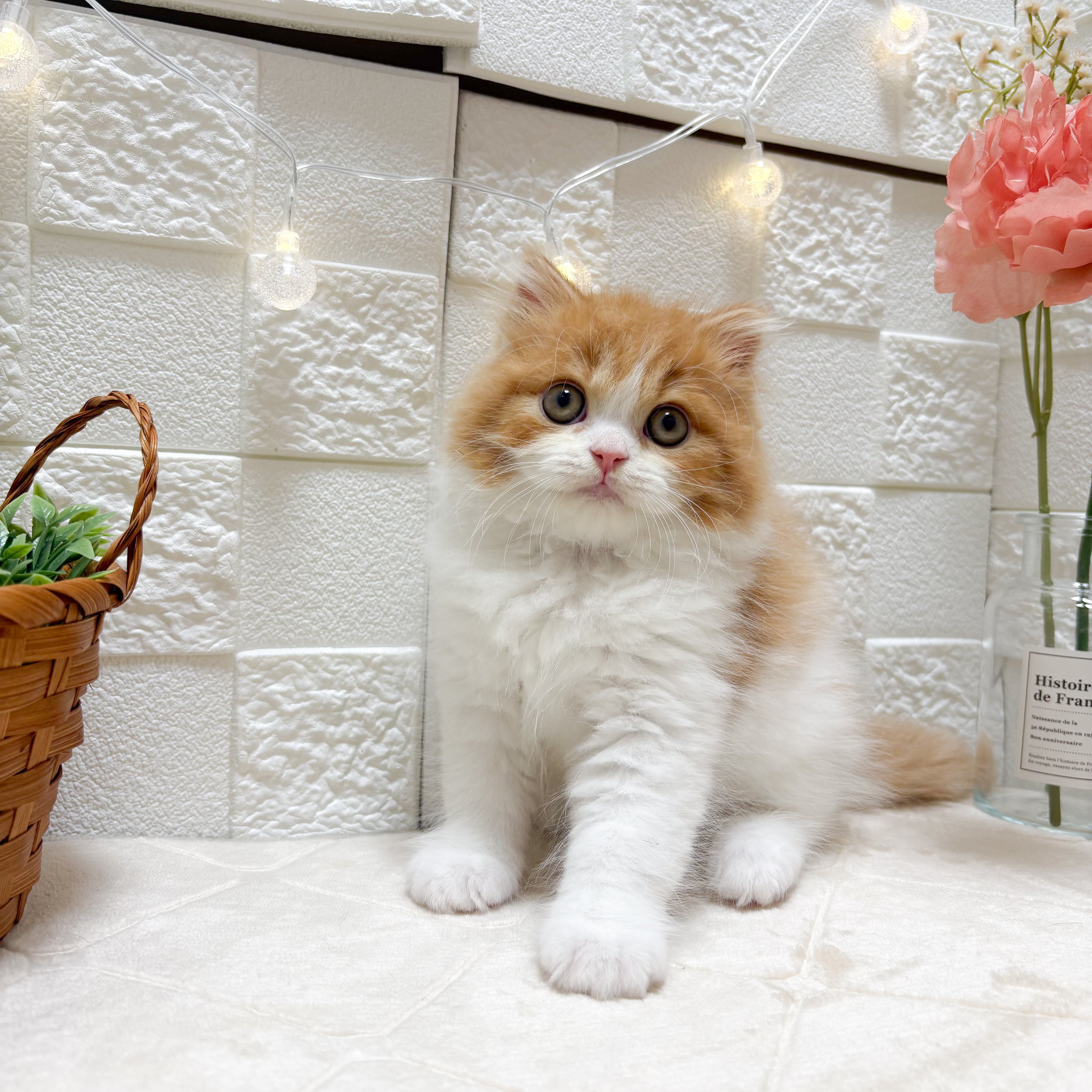 東京都のスコティッシュフォールド (犬の家＆猫の里ペットフォレスト小平店/2026年2月25日生まれ/男の子/レッドタビーホワイト)の子猫の2枚目の画像
