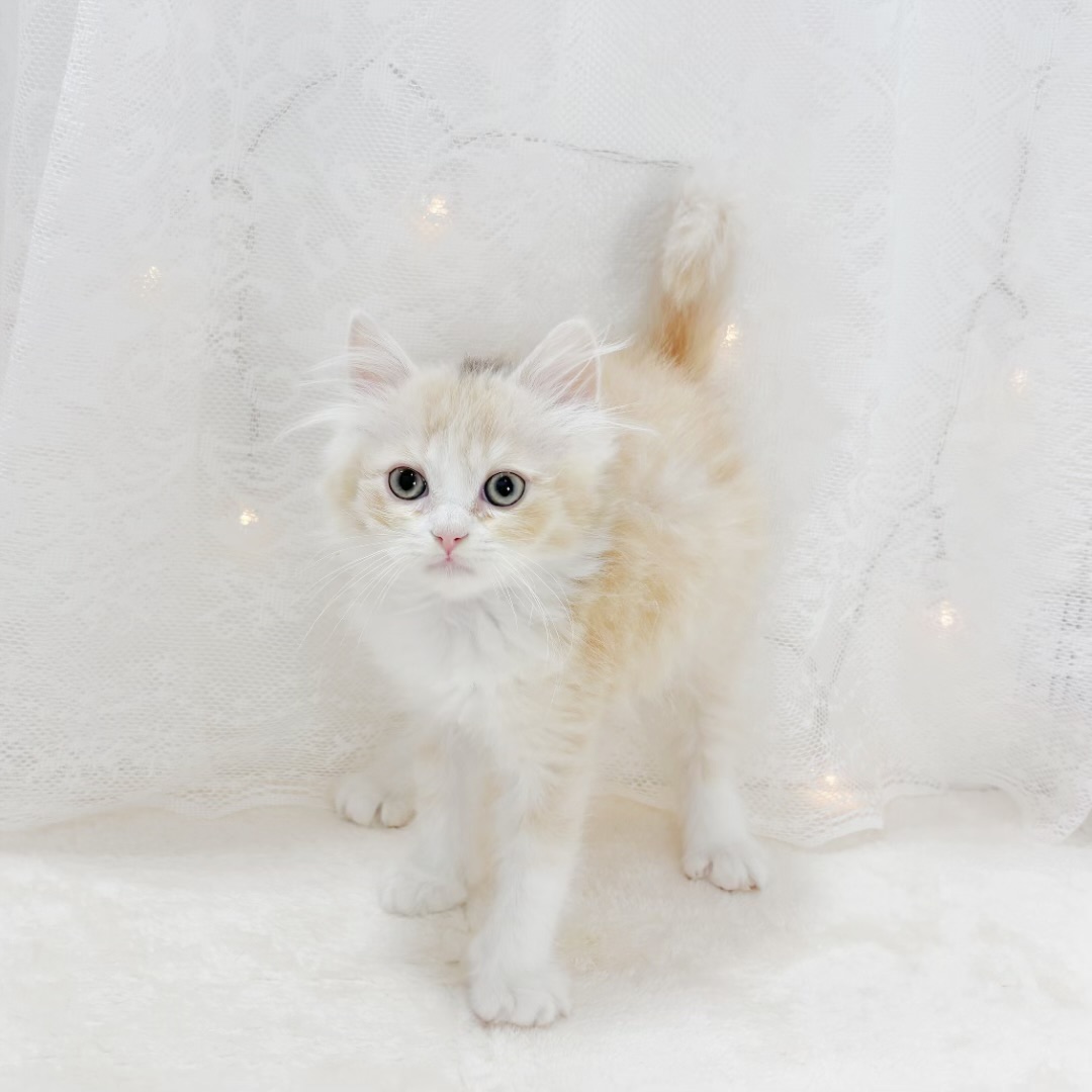 千葉県のサイベリアン (犬の家＆猫の里BIGHOPガーデンモール印西店/2026年2月20日生まれ/男の子/クリームタビーホワイト)の子猫の2枚目の画像