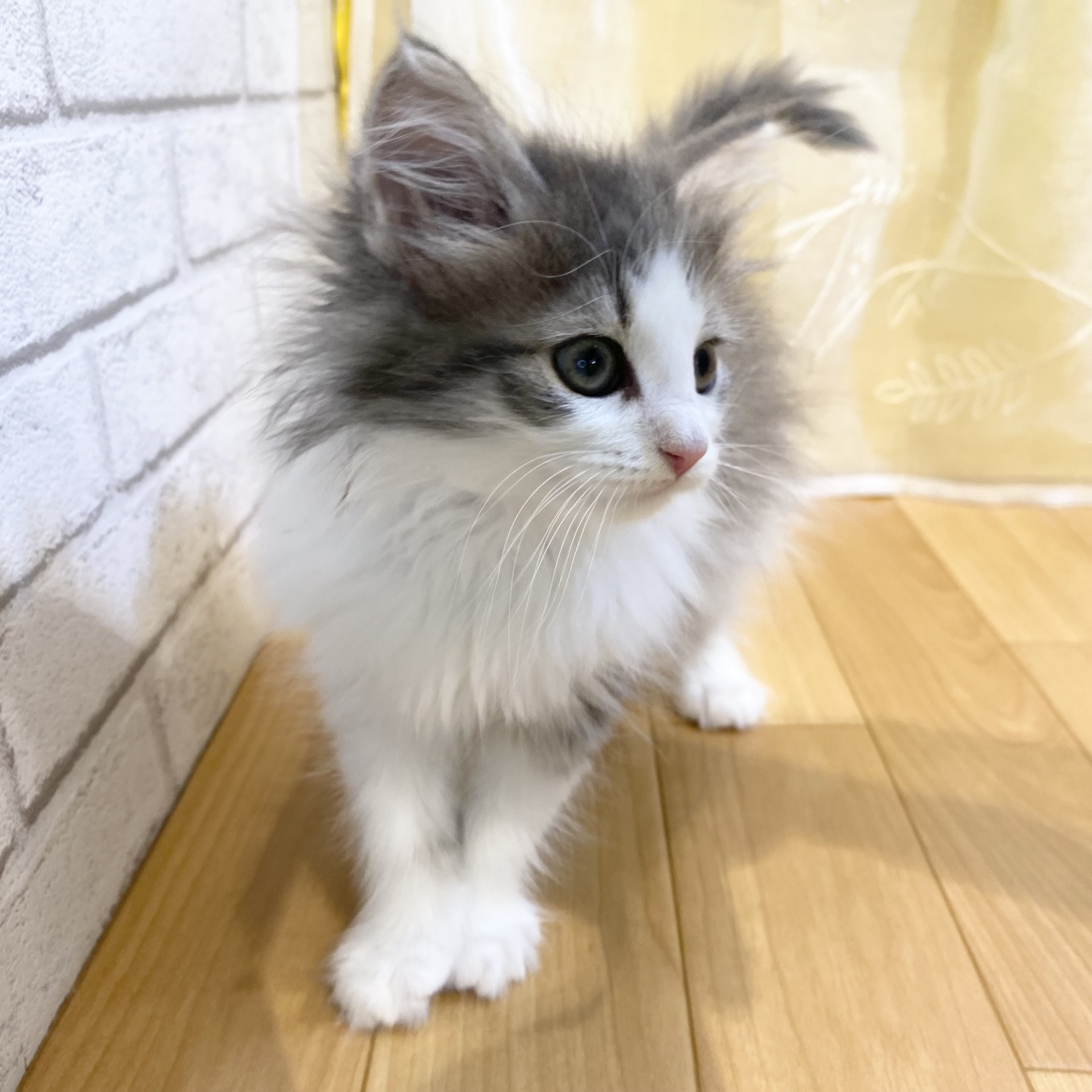 長野県のノルウェージャンフォレストキャット (犬の家＆猫の里カインズ梓川店/2026年2月27日生まれ/女の子/ブルータビーホワイト)の子猫の2枚目の画像