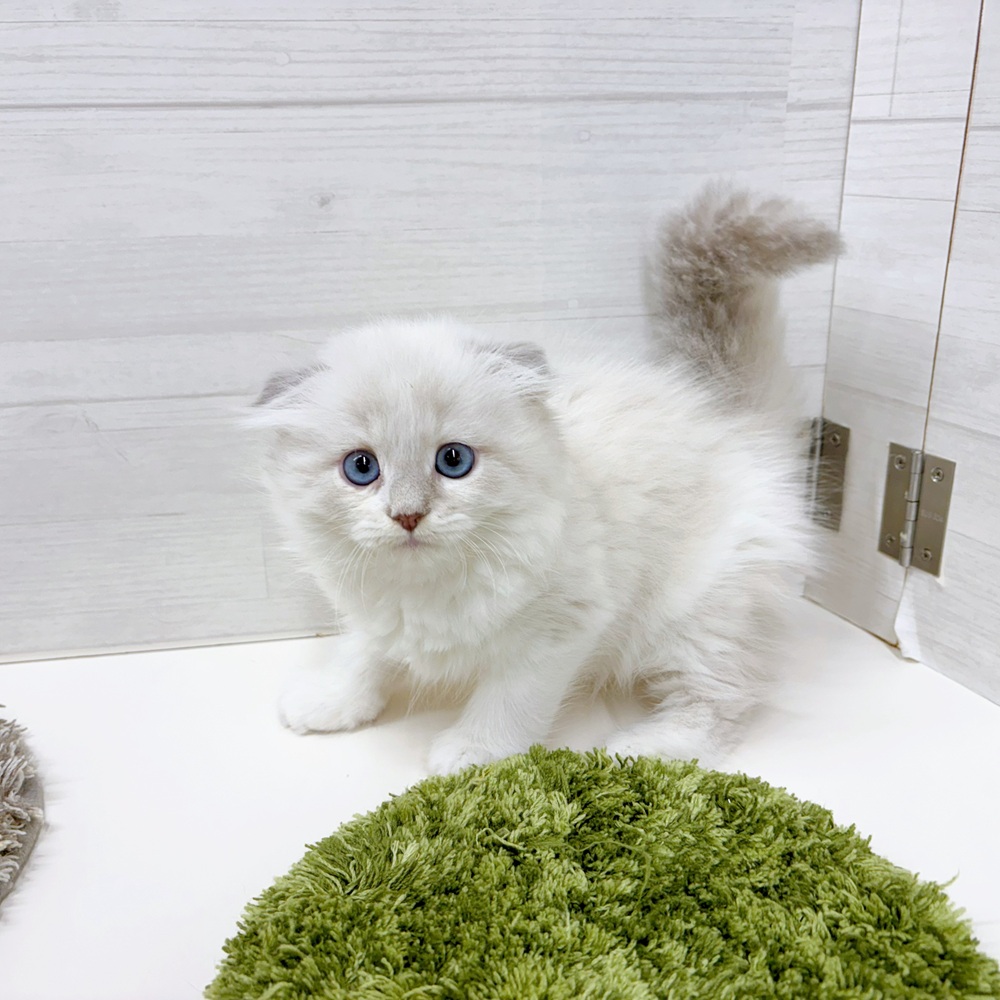 石川県のスコティッシュフォールド (犬の家＆猫の里アミーゴ金沢おこばた店/2026年2月28日生まれ/男の子/ブルーポイントホワイト)の子猫の2枚目の画像