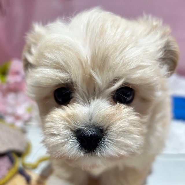 ハーフ犬男の子の写真