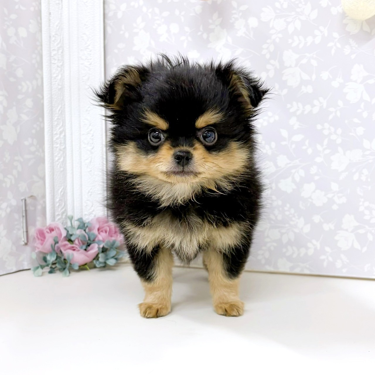 ハーフ犬男の子の写真
