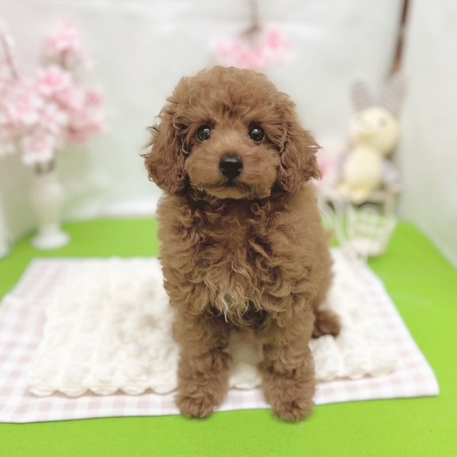 静岡県のトイプードル(トイ) (犬の家＆猫の里藤枝店/2026年2月26日生まれ/女の子/レッドフォーン)の子犬の2枚目の画像