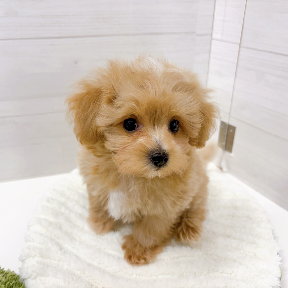 石川県のマルプー(マルチーズ×プードル) (犬の家＆猫の里アミーゴ金沢おこばた店/2026年2月26日生まれ/男の子/アプリコットホワイト)の子犬の2枚目の画像