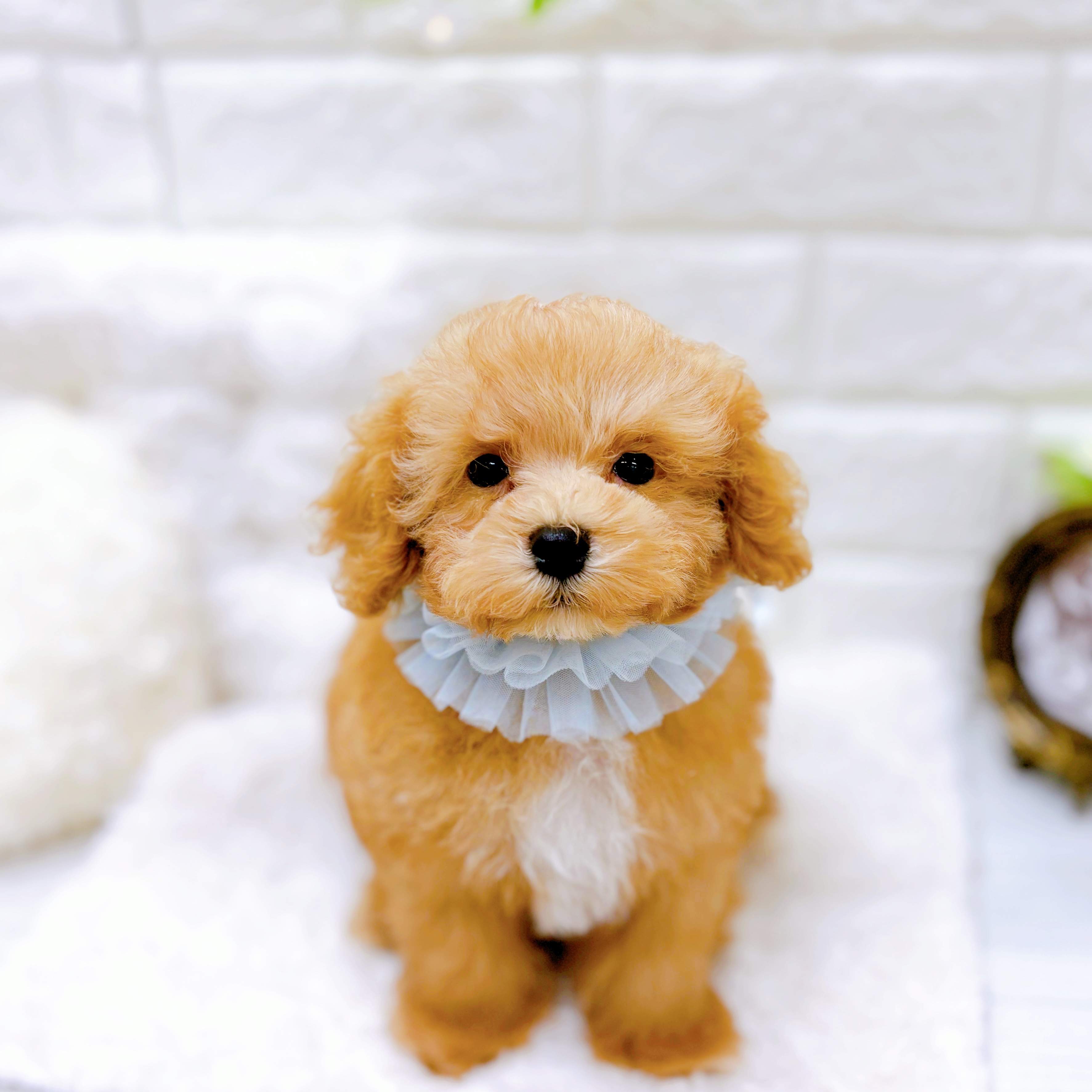 福井県のマルプー(マルチーズ×プードル) (犬の家＆猫の里アミーゴ福井店/2026年2月26日生まれ/男の子/アプリコットホワイト)の子犬の2枚目の画像