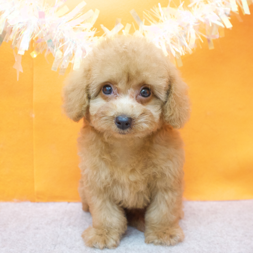 トイプードル女の子の写真
