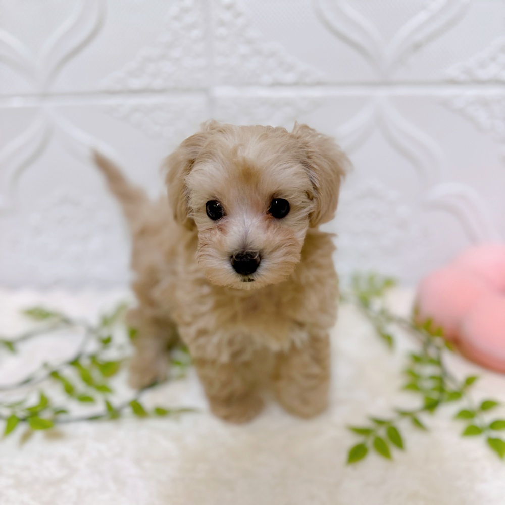 愛知県のマルプー(マルチーズ×プードル) (犬の家＆猫の里岡崎店/2026年2月26日生まれ/男の子/クリーム)の子犬の2枚目の画像