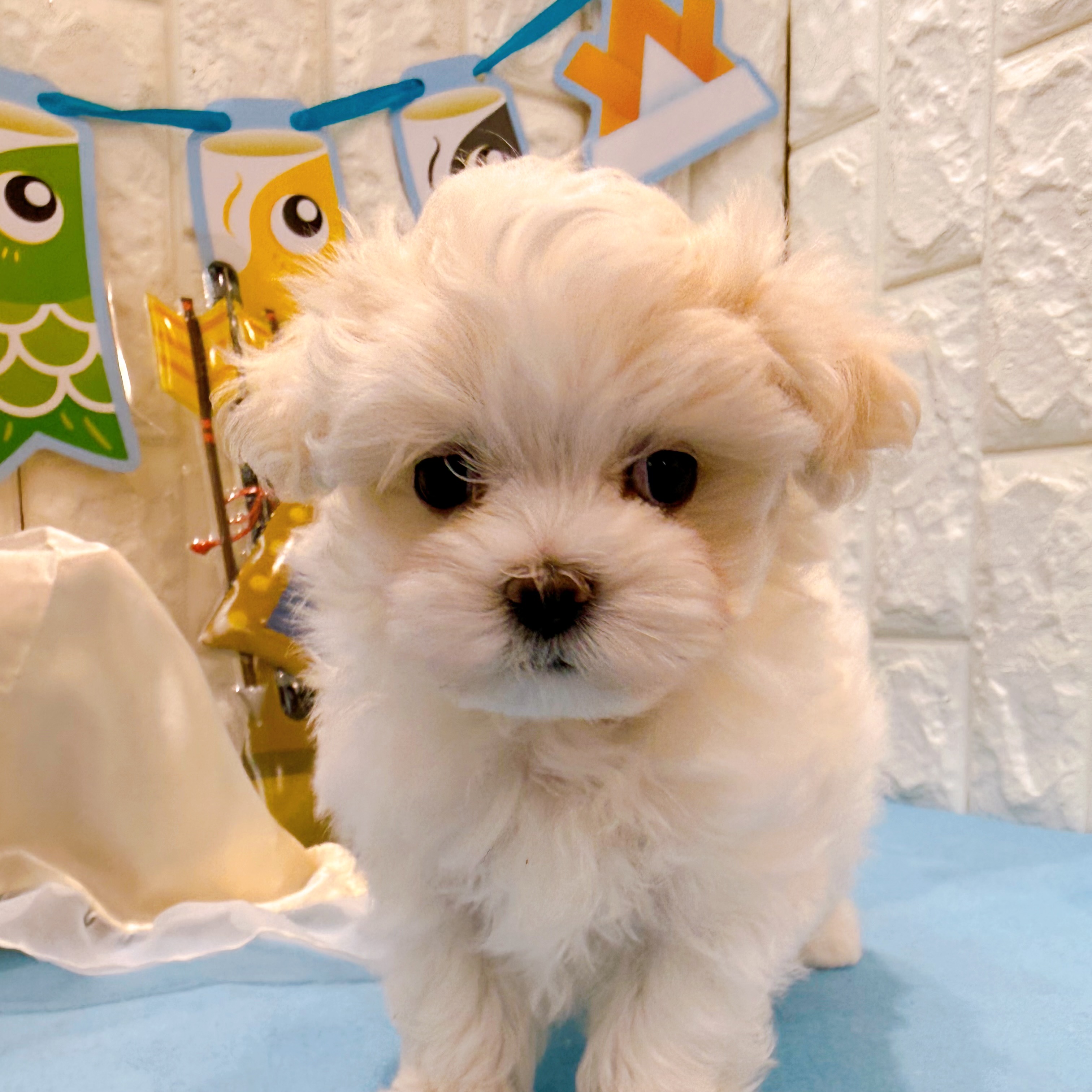 マルチーズ女の子の写真