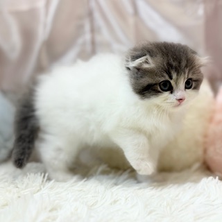 兵庫県のスコティッシュフォールド (犬の家＆猫の里カナート西神戸店/2026年3月1日生まれ/男の子/ブルータビーホワイトバン)の子猫の2枚目の画像