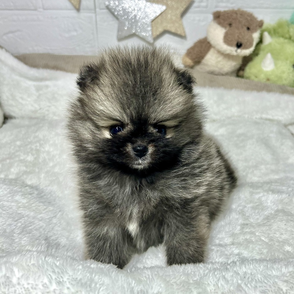 ポメラニアン女の子の写真