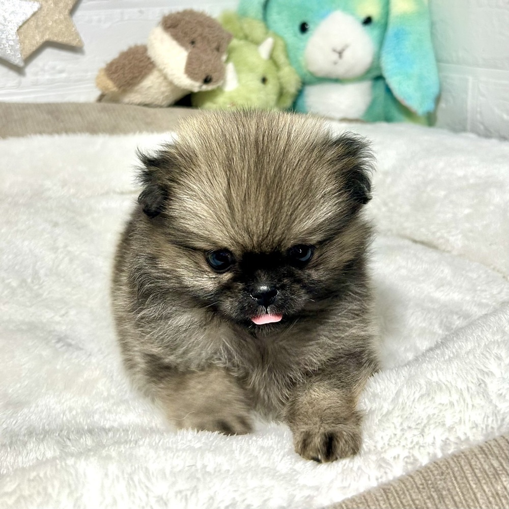 ハーフ犬女の子の写真