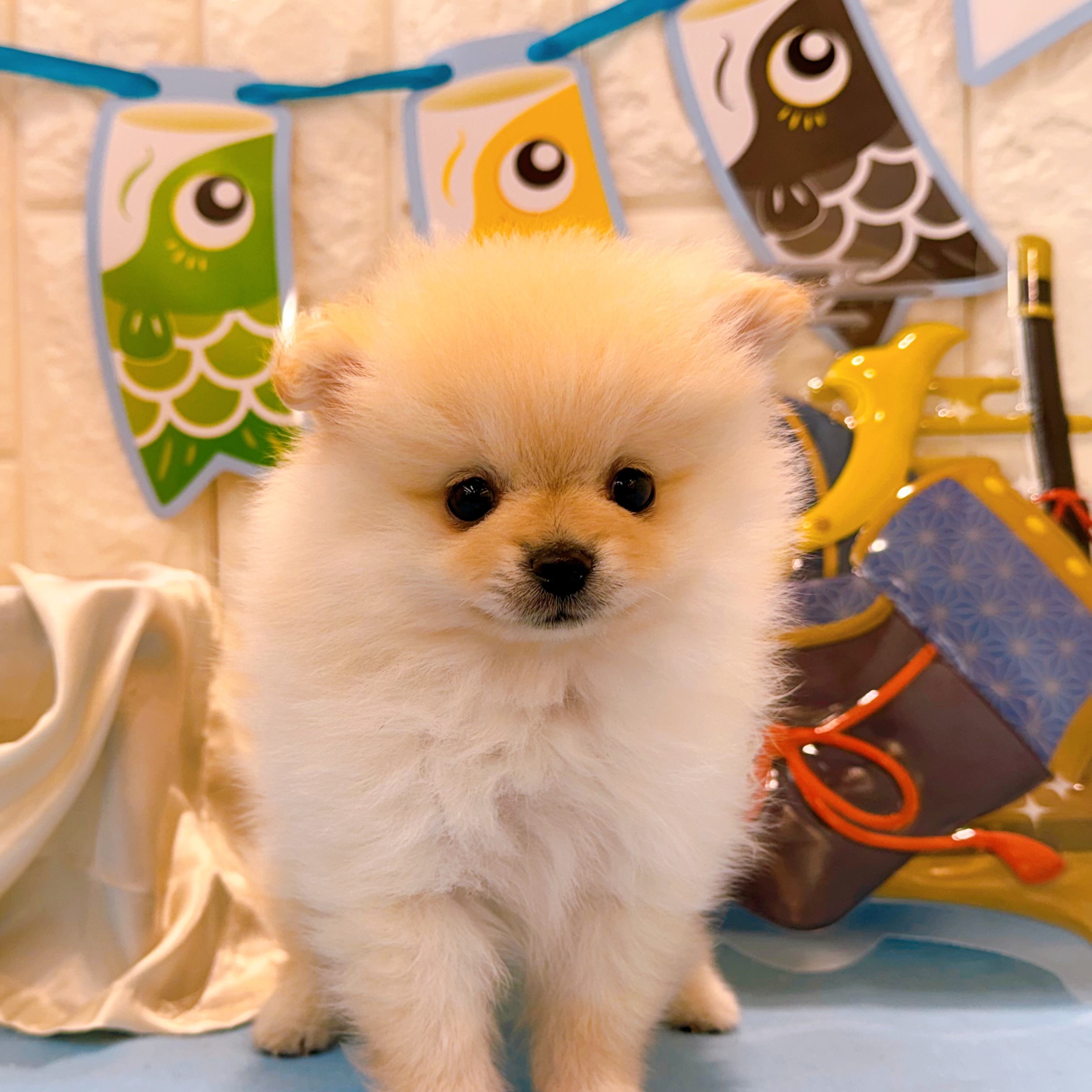 岡山県のポメラニアン (犬の家＆猫の里倉敷店/2026年2月22日生まれ/男の子/クリーム)の子犬の1枚目の画像