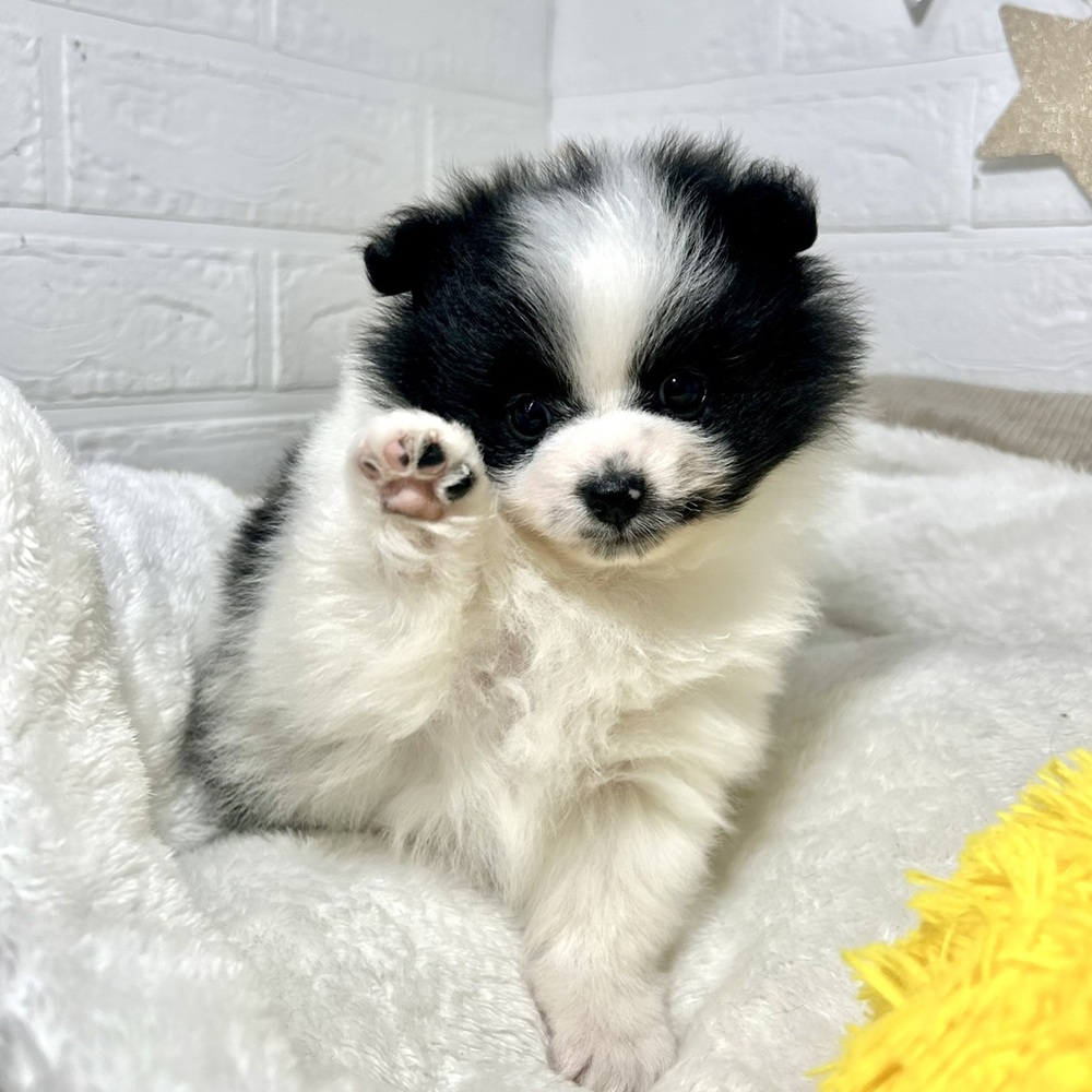 ポメラニアン女の子の写真