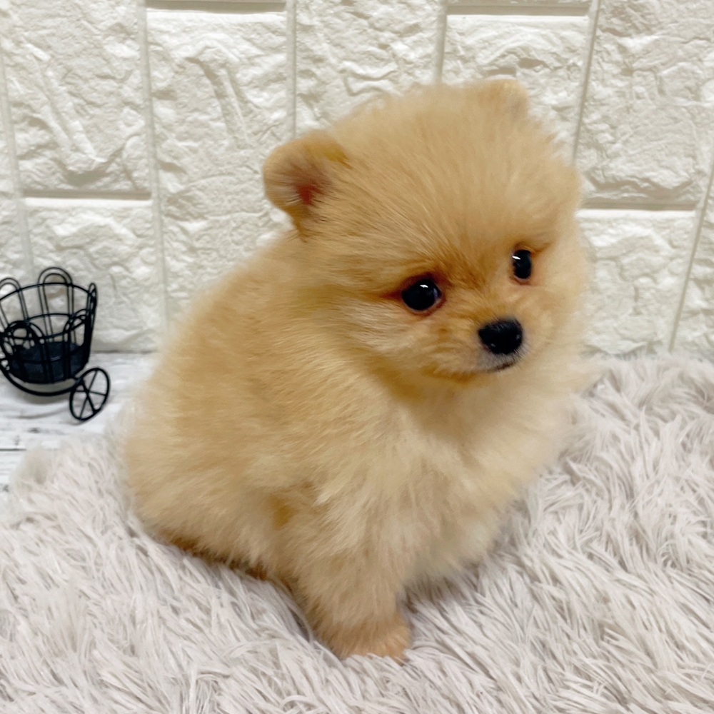 岡山県のポメラニアン (犬の家＆猫の里岡山店/2026年2月28日生まれ/男の子/クリーム)の子犬の2枚目の画像