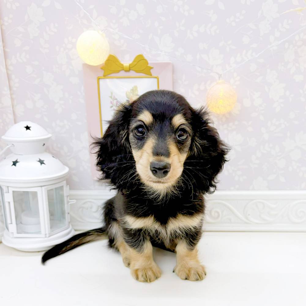 ミニチュアダックス女の子の写真