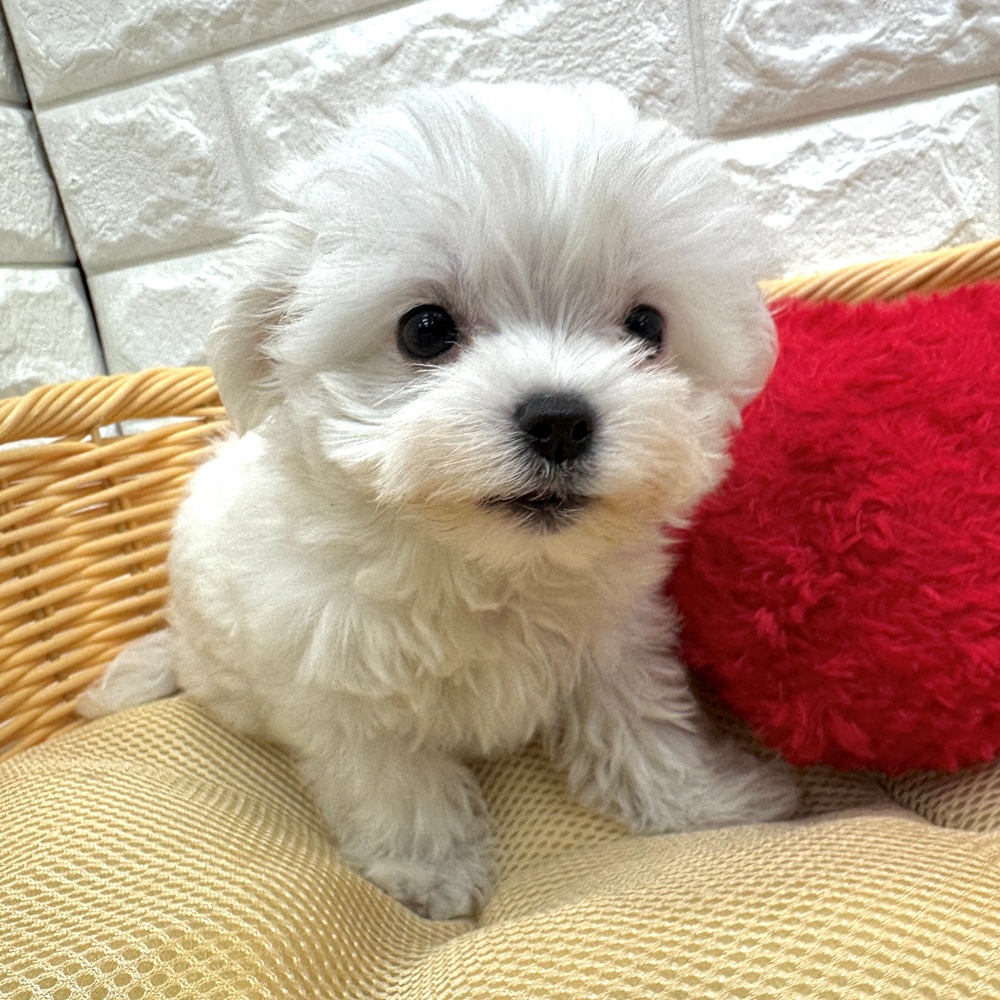 愛知県のマルチーズ (犬の家＆猫の里MEGAドン・キホーテ東海名和店/2026年2月26日生まれ/女の子/ホワイト)の子犬の2枚目の画像